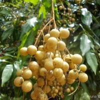 Dimocarpus longan Lour.